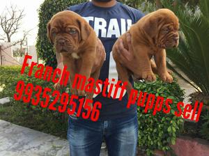 Show quality Franch mastiff pupps 4sell here