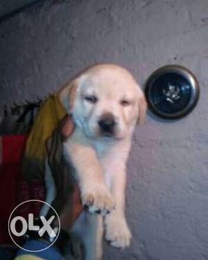 Show quality Labrador puppies available for sell