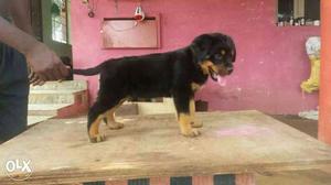 Show quality Rottweiler pups for new loving homes