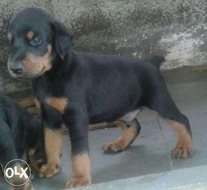 Show quality double bone Doberman puppy male and