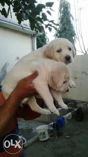 Show quality fawn color Labrador male and female