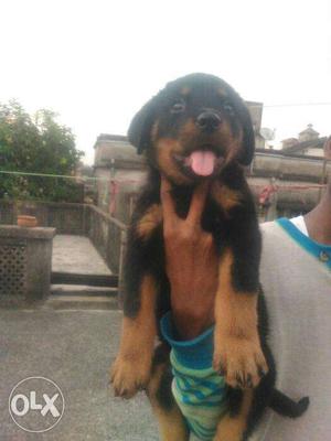 Show quality pure breed rottweiller female puppy