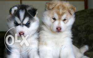 Siberian husky male and female puppies available moni kennel