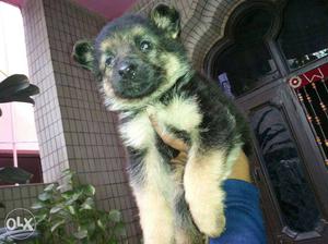 Softy Black And tan German Shepherd Puppy all breed pupp