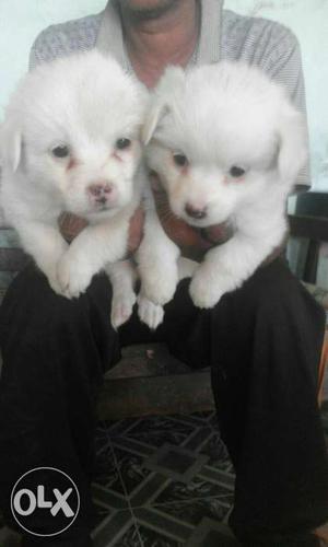 Spitz puppies ready to go new home