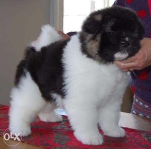 Star kennel St Bernard and any breed puppies available at