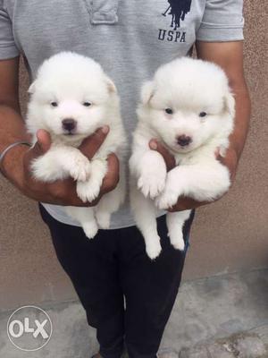 Superb Quality Puppies available at Mr. Dog pet shop