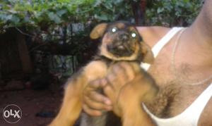 Tan And Black rott puppy male