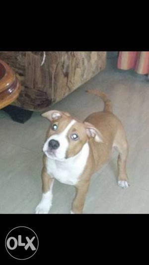 Tan And White American Staffordshire Terrier Pitbull Puppy