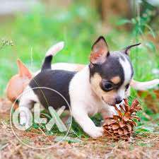 Tea cup size chihuahua toys pup male female Breed