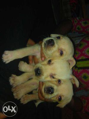 Three Beige Short Coated Puppies