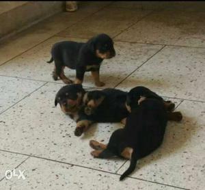 Three Black-and-tan Rottweiler Puppies