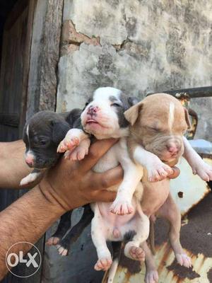 Three Black,white And Brown Coated Puppies