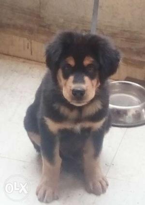 Tibetan Mastiff