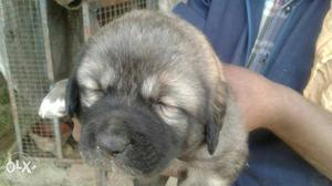 Tm and gaddi pup for sale age 26 days old