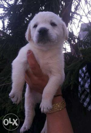 Top Quality MALE Labrador Import Quality MALE