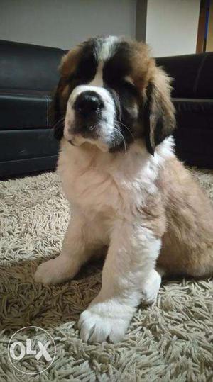 Top very gud Saint bernard Puppies And super at Happy kennel