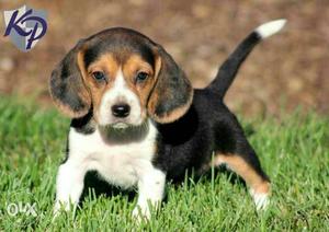 Tricolor Beagle Puppies avable pure breed
