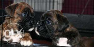 Two Brindle Boxer Puppies