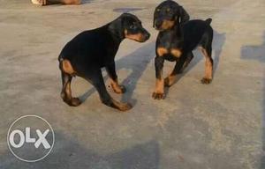 Two Brown-and-tan Short Coat Puppies