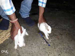 Two White Coated Rabbits