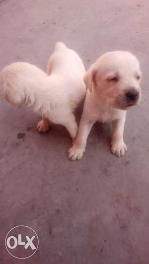 Two White Shortccoated Puppies