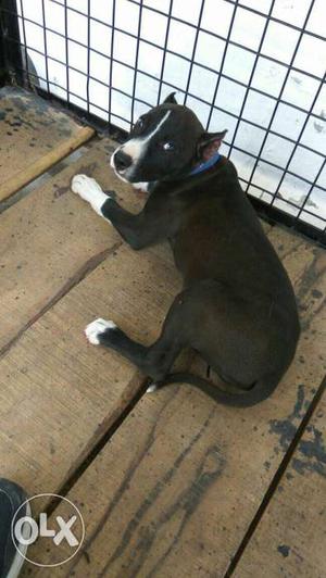 Two months old pitbull female puppy from a