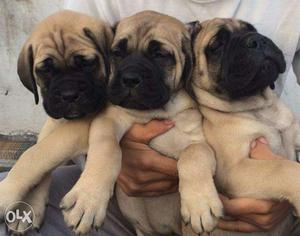 Very SUper Bull mastiff puppies male very in Happy kennel