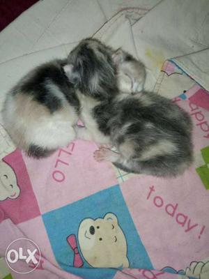 Very cute Persian kittens for sale.