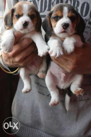 Vet checked provide..beagle puppy...all breed sell