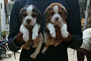 Vet checked provide you best quality beagle pups
