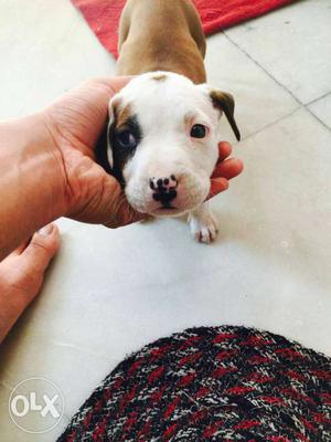 White And Brown Bully male pit bull Puppy..30 days