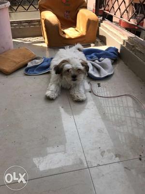 White And Brown Long Coated Puppy shihtzu female 2month