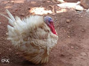 White And Red Turkey