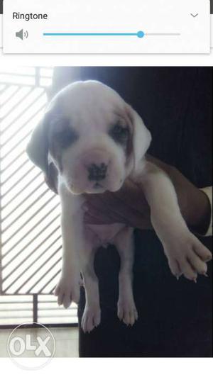 White And Tan Pak Bully Female Puppy