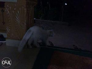 White Cat In Kannur