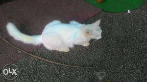 White Coated Cat