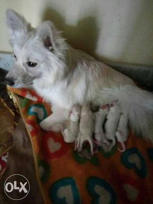 White Indian Spitz With Puppy Litter