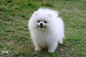 White Pomeranian Puppies avable pure breed