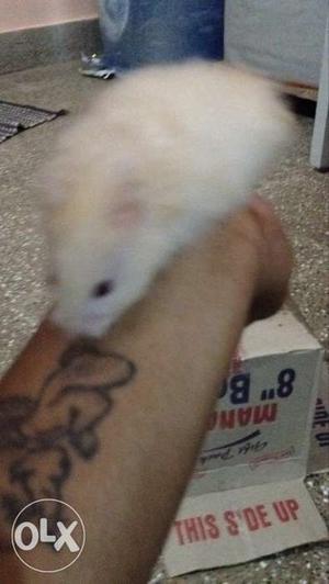 White hamsters with long hair