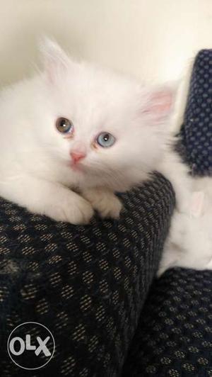 White kitten female 3 months, with different eye colour
