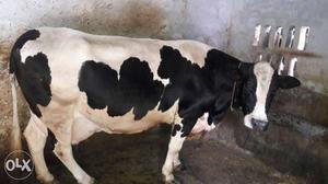 White nd black cow 35- liters milk per day