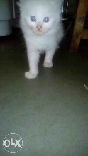 White persian male cat 1 pair