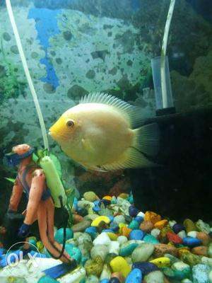 Yellow And White Pet Fish