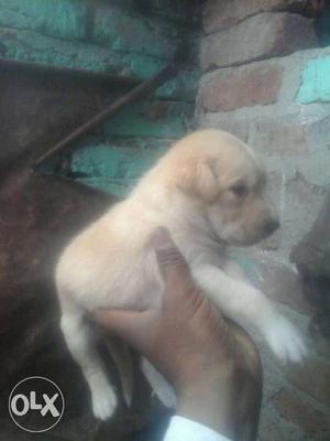 Yellow Labrador (male) puppy for. only
