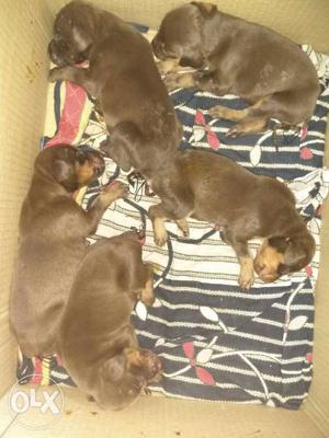 15 days pure doberman puppies available
