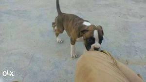 22days boxer and Rott puppies available.for sale males and