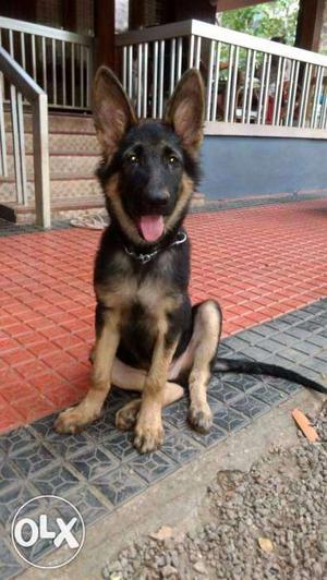 3 Months old Male Pure Breed German Shepard Puppy