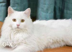 4 months white Persian original breed kitten