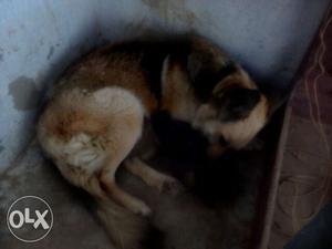 5 jerman safed female puppy for sale